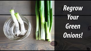 Regrow Green Onions From Green Onions In Water 2019 [upl. by Arerrac]