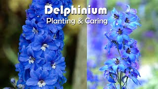 How To Grow Delphiniums Flowers  Delphiniums Planting amp Caring [upl. by Absa]