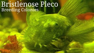 Bristlenose Pleco Breeding Colonies [upl. by Earazed70]