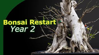 Converting a commercial ficus into bonsai  Cutting off all branches second year regrowing [upl. by Lyrehs]