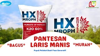 Pelebat Buah Pupuk KCL Kalium Tinggi 60 HX MROPH MURIATE OF POTASH PT Hextar Fertilizer Indonesia [upl. by Merlina]