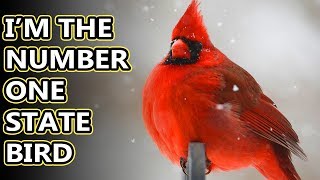 Northern Cardinal facts the red birds of North America  Animal Fact Files [upl. by Donella631]