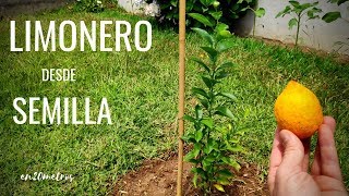 Cómo cultivar un LIMONERO desde SEMILLA proceso completo 🍋  en20metros [upl. by Ashlen]