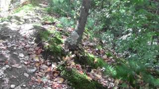 Bay Circuit Trail Pembroke MA Shepherd Memorial Forest Part 1 [upl. by Ilatan]