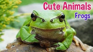 FROGS  Animals For Kids  Frog photos with classical music for children by Oxbridge Baby [upl. by Eitsyrc]