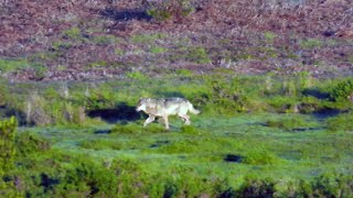 Manada de lobos ibéricos se desplaza por su territorio Galicia [upl. by Ellennahc]