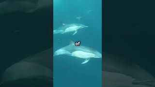 Dolphins get high on puffer fish toxinsDolphinBehavior PufferFish MarineLife [upl. by Odnamra]