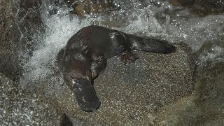 4 Minutes of Platypus Playtime [upl. by Veronique]