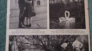 Chiswick Eyot magazine article 1948 river Thames disappearing island [upl. by Celeski287]