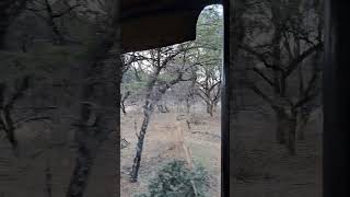 Zwahili Private Game Lodge amp Spa loveofanimals nature gamelodge gamedrive outdoors wildlife [upl. by Samaj]