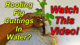 Rooting Fig Cuttings In Water Watch This Video [upl. by Dralliw]