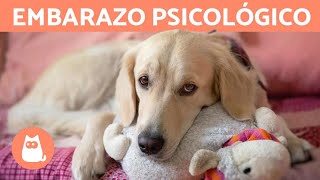 Embarazo psicológico en perros  Síntomas y tratamiento [upl. by Enilorac953]