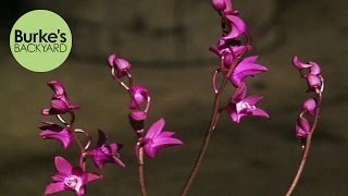 Burkes Backyard Australian Native Orchids [upl. by Geller527]