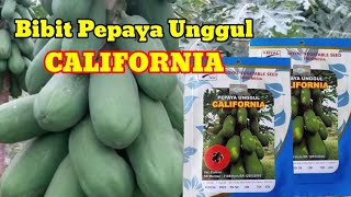 Review Bibit Unggul Pepaya California [upl. by Ntsyrk834]