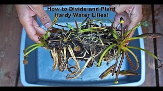 How to Divide and Plant Hardy Water Lilies [upl. by Sugirdor]