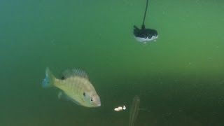 Underwater Camera Massive Bluegills [upl. by Yentruoc993]