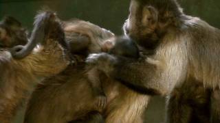 Capuchin Monkey Babies at Living Links [upl. by Hairahs]