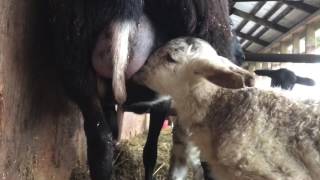 New born lamb learning how to drink her morning milkies  Minutes after being born [upl. by Erin]