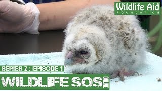 Wildlife SOS Online S2  Episode 1 A Day in the Life [upl. by Enyrehtac]