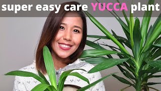 Tips for easy care Yucca plant  How to propagate Yucca plant [upl. by Thormora577]