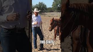 Overcoming Fear amp Building Confidence coltstarting equinelearning reinedcowhorse cowhorse [upl. by Natsirc]