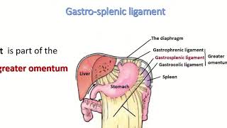 Anatomy of gastrosplenic ligament [upl. by Ramedlaw]