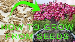 How to grow Desert Rose from seeds  Desert Rose Adenium Germination  Desert Rose Propagation [upl. by Boucher]