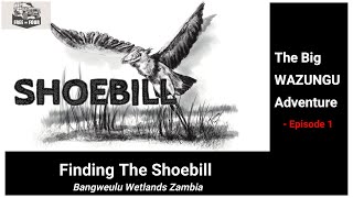 quotFinding the Shoebillquot  Bangweulu Wetlands  ZAMBIA [upl. by Hcra]