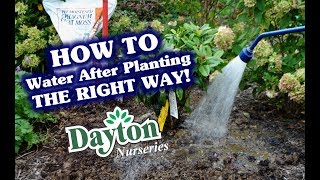 How to Water After Planting  The RIGHT Way [upl. by Aniri]