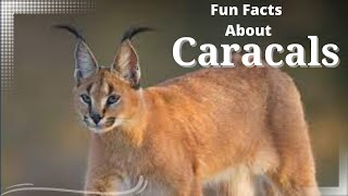 Caracal Facts  Caracal Cat  Fun Facts About Caracals Cat [upl. by Lucia]