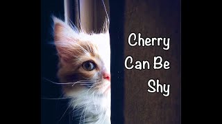 Fun Bedtime Story For Kids  Heidi Cherry amp Vaya  Cherry Can Be Shy [upl. by Yelnek]