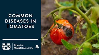 Common Diseases of Tomatoes [upl. by Aseret873]