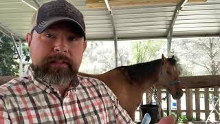 Horse Colic and what to do before calling the vet [upl. by Ahsinrad]