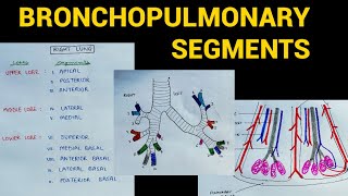 Bronchopulmonary Segments  Lungs Anatomy  EOMS [upl. by Bullis]