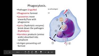 411 Communicable diseases e Phagocytosis [upl. by Nagear]