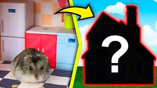 Hamster in House Maze  DIY Home for Hamsters Show [upl. by Annas]