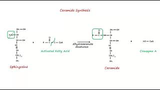 Ceramide Biosynthesis [upl. by Mitzl801]