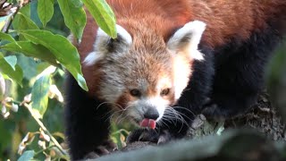 Red Panda  Zoo Brno [upl. by Cirre]