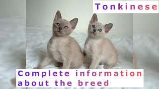 Tonkinese Pros and Cons Price How to choose Facts Care History [upl. by Doble915]