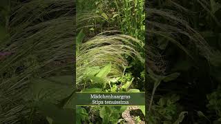 Mädchenhaargras Stipa tenuissima [upl. by Stirling]