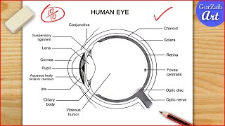 How to Draw Human Eye Diagram  Easy way  Step by step for beginners [upl. by Veneaux]