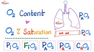 Oxygen Content  Oxygen Saturation SaO2   Oxygen Partial Pressure  Respiratory Physiology [upl. by Erodoeht]