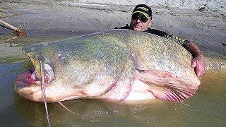 11 BIGGEST Fish Ever Caught [upl. by Aspia]