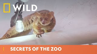 Why Do Bush Babies Have Sticky Hands  Secrets Of The Zoo  National Geographic WILD UK [upl. by Elladine589]