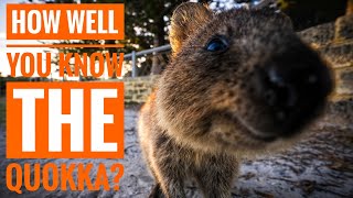 Quokka  Description Characteristics and Facts [upl. by Frasier]