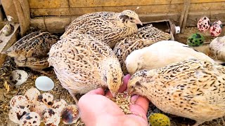 Home Quail Breeding  Quail laying Eggs  quail Farming [upl. by Omlesna]