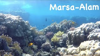 Reef Sataya Resort Marsa Alam  EGYPT [upl. by Enayr]