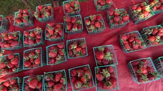 The Fruitiest Texas Festival  Poteet Strawberry Festival [upl. by Attenyt]