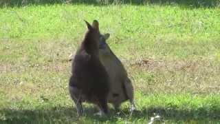 Male agile wallabies Macropus agilis [upl. by Rube]