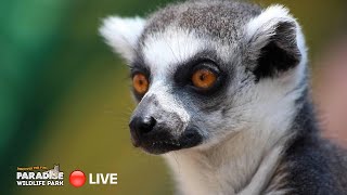 🔴 LIVE at the ZOO RingTailed Lemurs [upl. by Raquela]